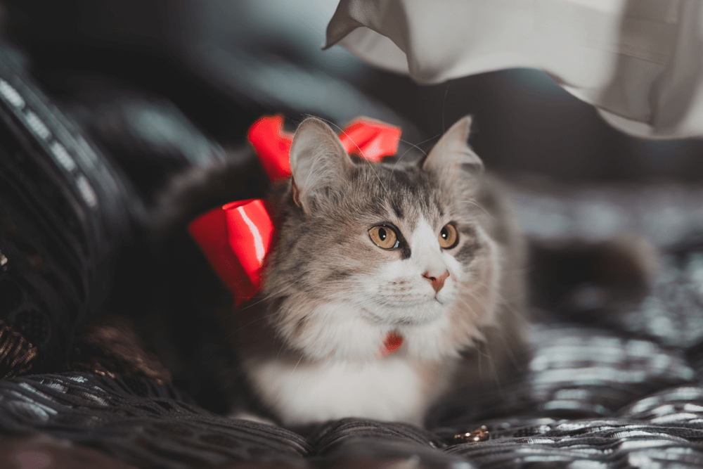 img24.png